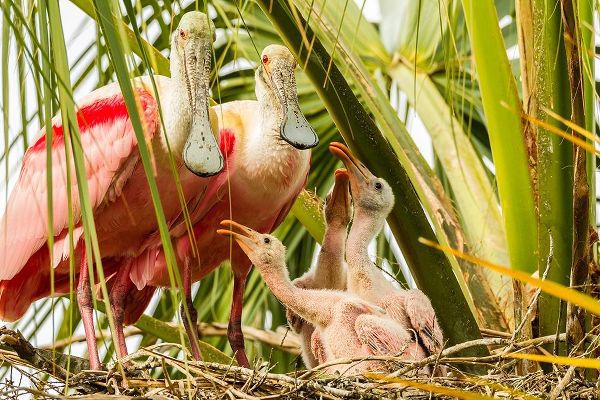 Florida-Anastasia Island-Alligator Farm Roseate spoonbill chick and parents on nest